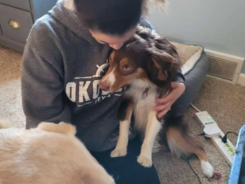 Person petting a brown and white dog, another dog nearby