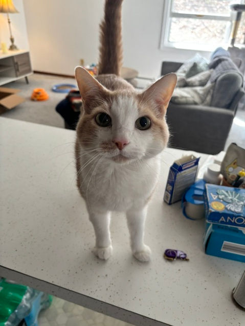 White and ginger cat standing on a counter