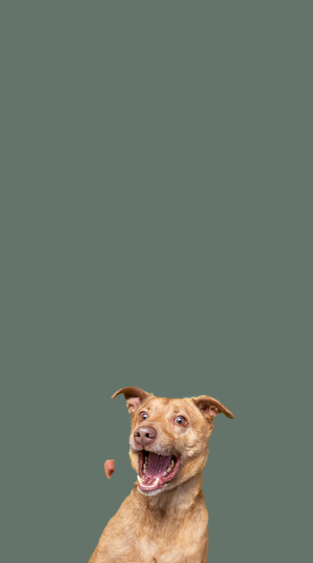 Happy dog catching treat