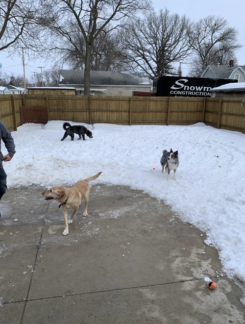 Dogs playing in a snow-covered yard