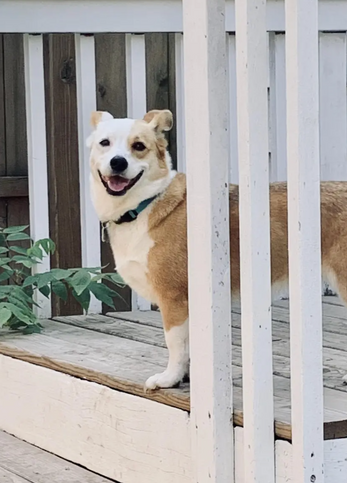 Smiling white and tan dog on wooden deck