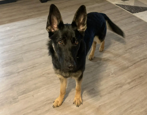 Black and tan German Shepherd dog