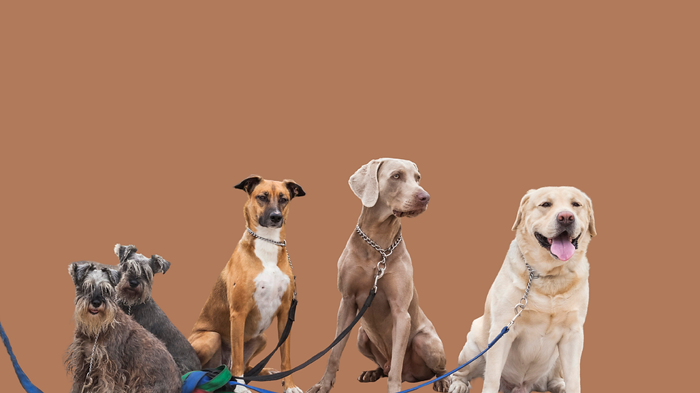 Five dogs of various breeds sitting on leashes