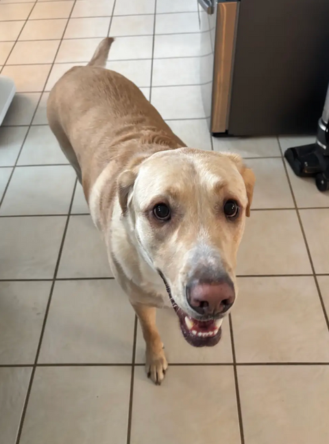 Friendly tan dog looking up