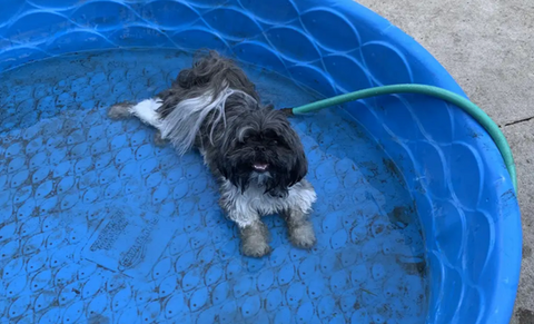 Scruffy dog enjoying a blue kiddie pool