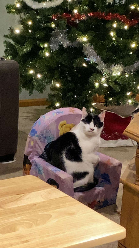 Black and white cat sitting on a small chair in front of a Christmas tree
