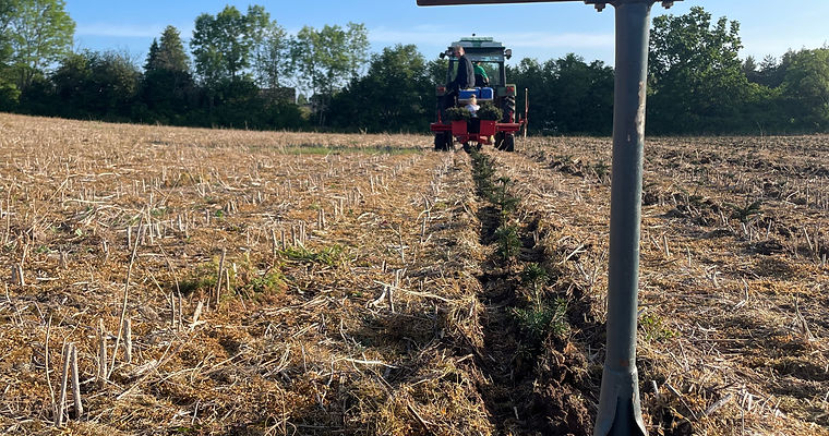 Plantering våren 2024