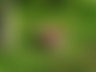 Appels, klaar om geplukt te worden