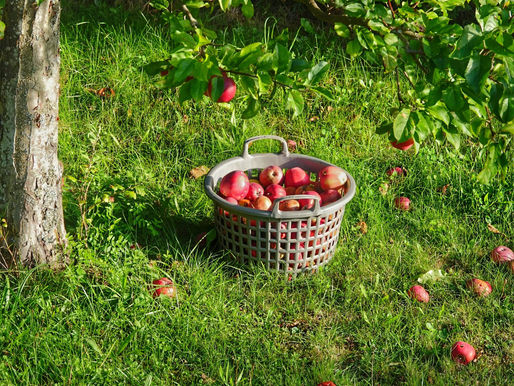 Appels, klaar om geplukt te worden