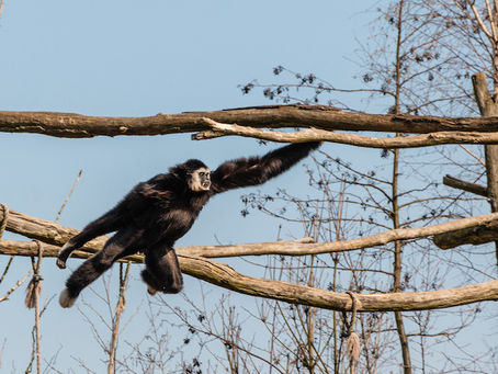 What Are Flying Monkeys? 9 Crucial facts that you must know!