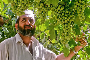 Mines to VinesREV.jpg