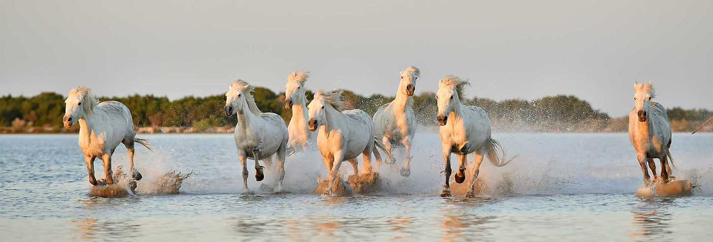 Wild-Horses.jpg