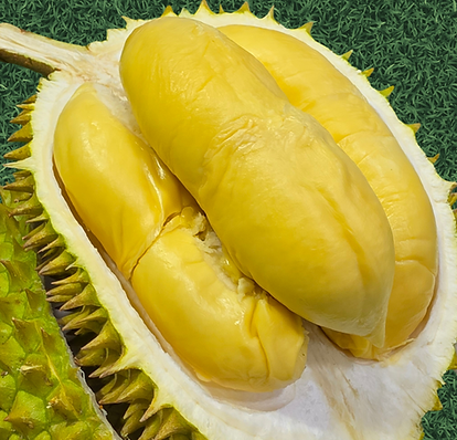 A classic Malaysian favourite with smooth, buttery flesh, rich aroma, and a perfectly balanced sweet-bitter flavour.
