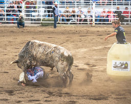 Spotted Bull on Clown.jpg