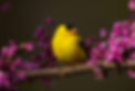 american-goldfinch-songbird.jpg