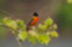 baltimore-oriole-songbird.jpg