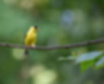 Goldfinch-Green.jpeg