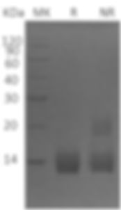 Recombinant Human Apolipoprotein A-II/ApoA2 (C-6His)