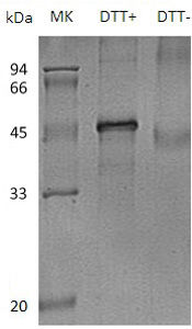 Recombinant Human Testin/TES (C-6His)