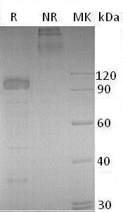Recombinant Mouse IL-23 Receptor/IL-23R (C-Fc)