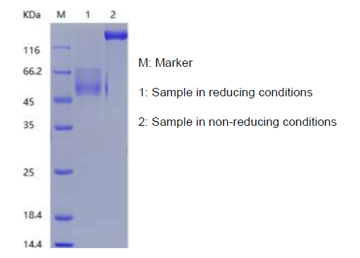 Recombinant Human Mucin-1 (C-hFc)