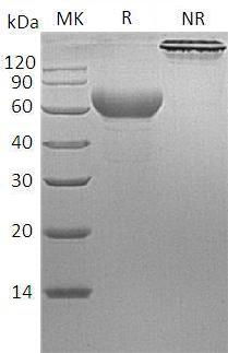 Recombinant Cynomolgus TIM-3/HAVCR2 (C-Fc)