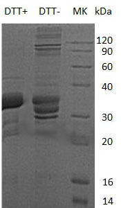 Recombinant Human Ubiquitin-Conjugating Enzyme E2 R2/UBE2R2/UBC3B (N-6His)