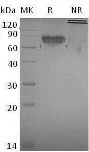 Recombinant Mouse Intercellular Adhesion Molecule 2/ICAM-2/CD102 (C-Fc)