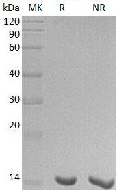 Recombinant Human Galectin-7/LGALS7 (E. coli)