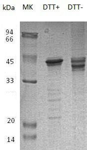 Recombinant Human Ubiquitin-like-conjugating Enzyme ATG3/ATG3