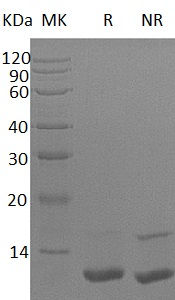 Recombinant Human LR3 Insulin-Like Growth Factor I/LR3-IGF-1 (MG)