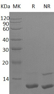 where to buy igf 1 lr3 reddit IGF-1 LR3 1mg | 98.2% Purity | CAS 946870-92-4