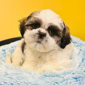 cute picture of a bichon x shihtzu puppy for sale at the top dog store in calgary
