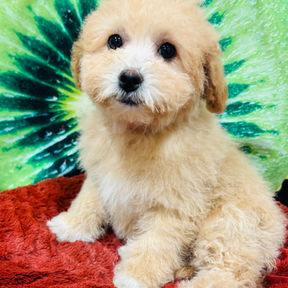 picture of poochon puppy for sale at the top dog store