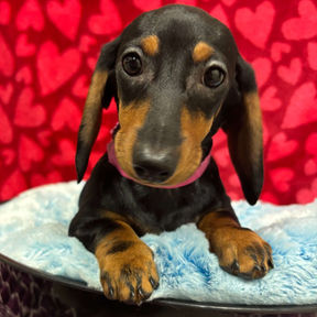 picture or mini daxi puppy at the top dog store