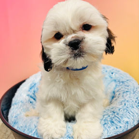 cute phot of a shihtzu puppy for sale at the top dogstore in calgary