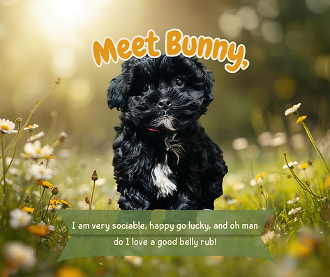 picture of a puppy at the top dog store that is on sale