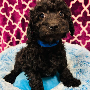 picture of schnoodle puppy for sale at the top dog store