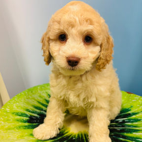 picture of a Cockapoo x Poodle puppy for sale at the top dog store in calgary