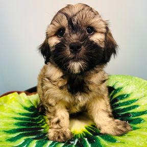 havanese x shih tzu mix puppy for sale in Calgary at the top dog store
