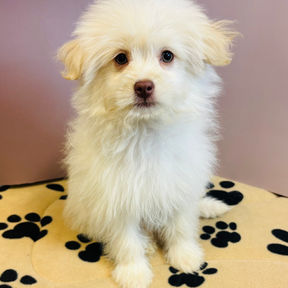 picture of Pomapoo puppy for sale at the top dog store