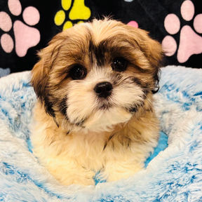 picture of shih tzu puppy for sale at the top dog store