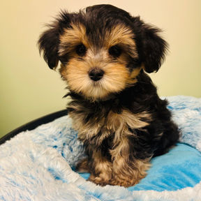 picture of a cute morkie puppy for sale at the top dog store in calgary