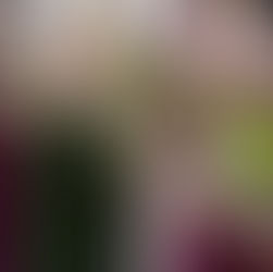 Austin Wedding Planners