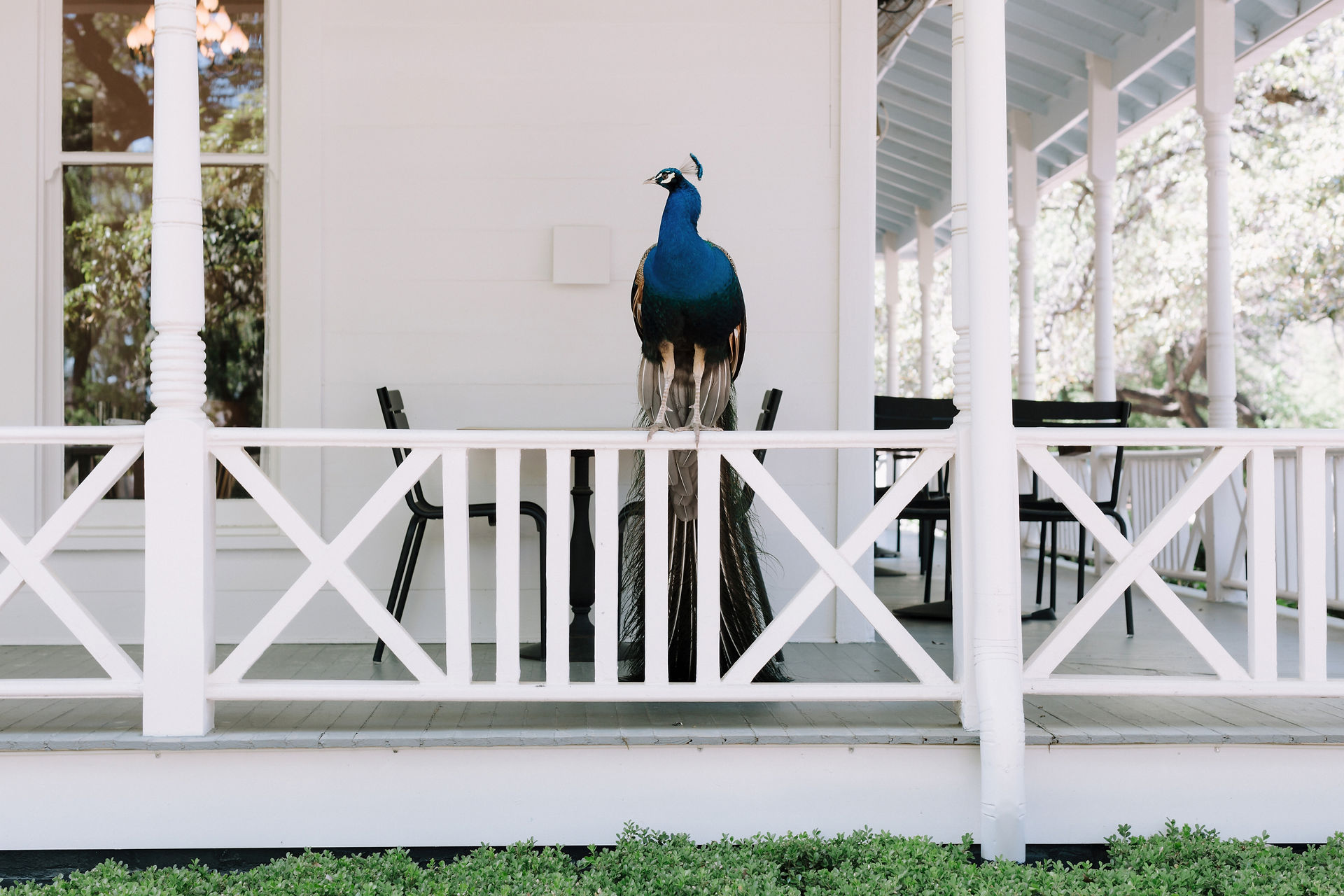 Austin wedding planners - Ashley Nicole Affair / Mattie's Green Pastures 