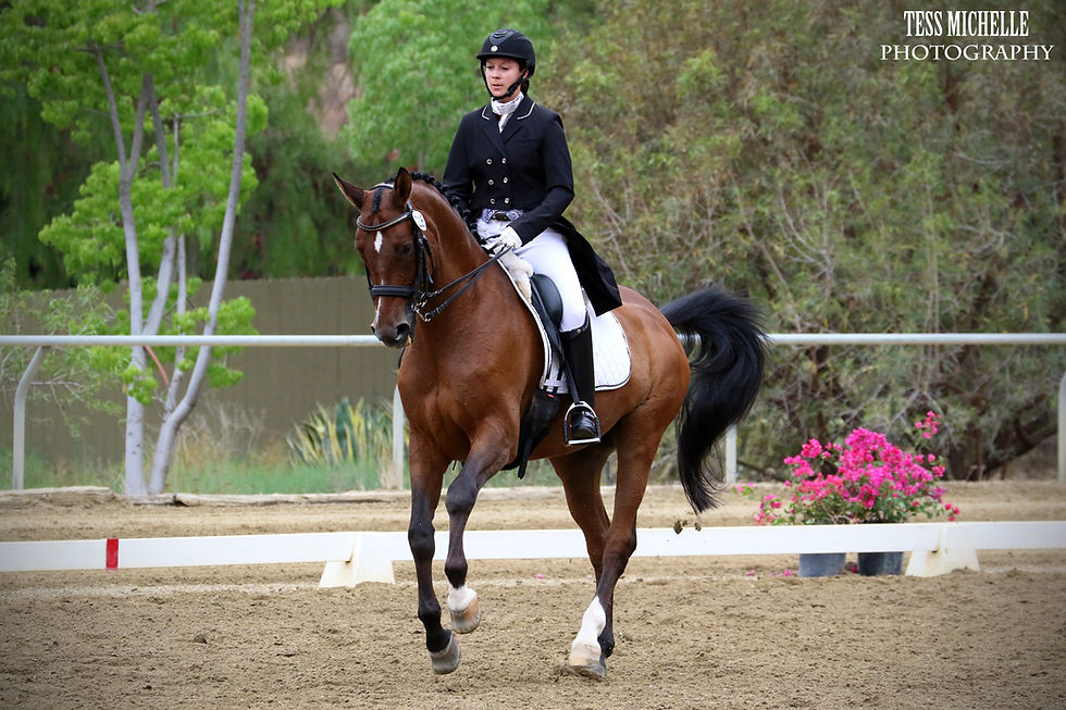 Prix St Georges Dressage Horse and FEI Trainer in Los Angeles California
