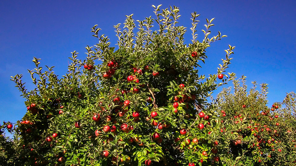 Niagara Fresh Fruit Co. NEW YORK APPLES