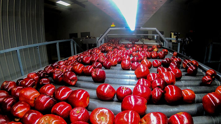 Apples on rollers.jpg