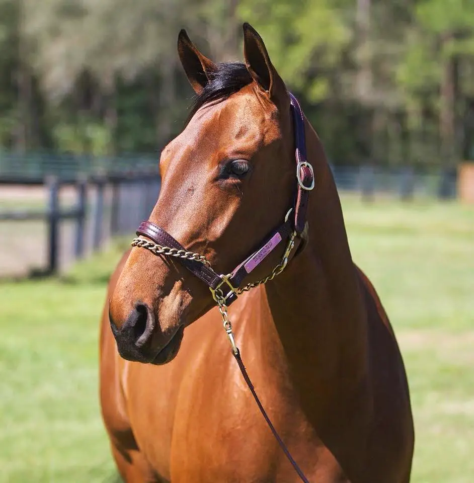 Close-up portrait of a thoroughbred horse standing calmly, highlighting detailed features and musculature, captured by Dan Oshier Productions.