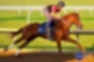 Rodolphe Brisset training a Thoroughbred at Brisset Racing